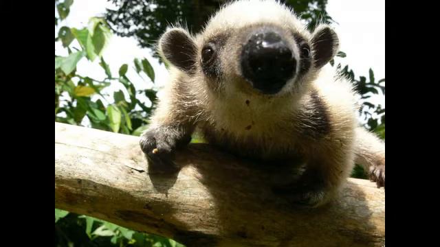 No Coracao Dos Deuses смотреть онлайн