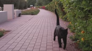 Дубай. Кошачья аллея. Dubai Internet city