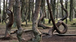 Куршская коса