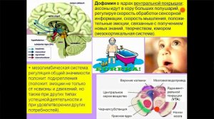 Лекия 7. Мозг и дофамин. Нейролептики и амфетамины. Курс_ Химия мозга