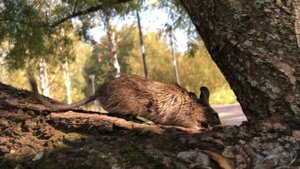 БОЛЬШОЕ ДЕРЕВО