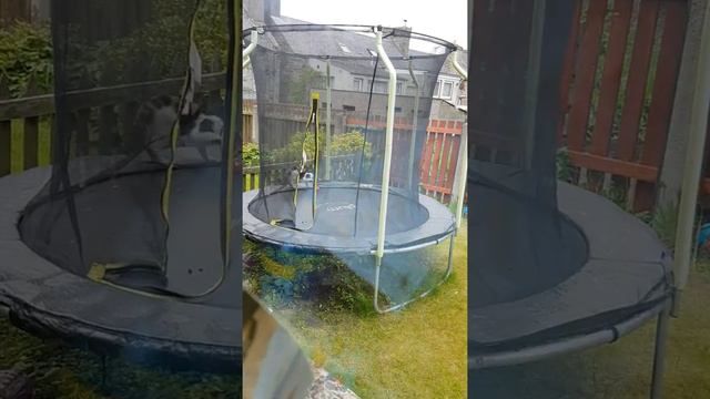 Trampoline Cats смотреть онлайн