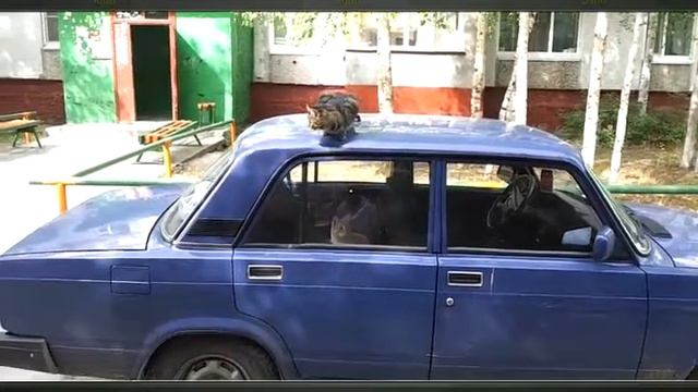 кошкина любовь смотреть онлайн