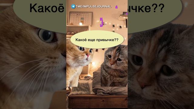 Рабочая схема #мыкотики #вмем #разговор #анекдот #шутки #кот #юмор #смешное #прикольно #мемы #cat