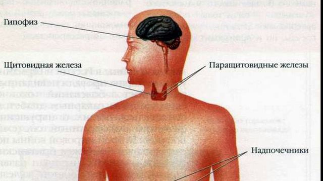 Скорая помощь Гормональная система