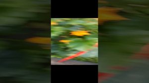 Выращивание кабачков и огурцов на навозных грядах.mp4