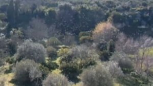 SENNORI MA QUANTI UCCELLI
