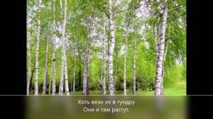 песня "Белая береза" - сл. и муз. Ермака Жучкова