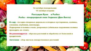 Лунный посевной календарь для садоводов и огородников на октябрь 2024 года