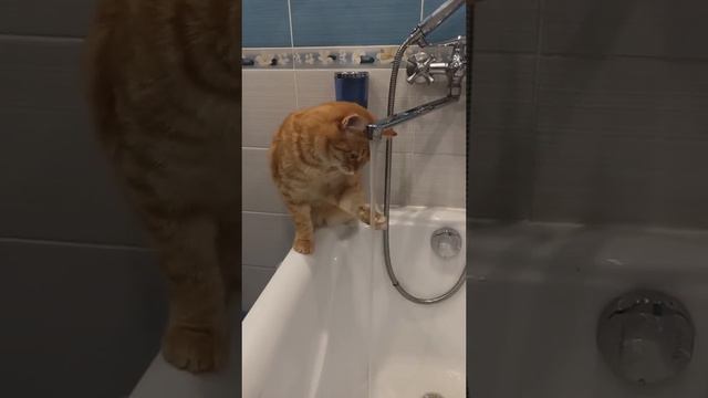 Вода тёплая, можешь мыться • #кошки #cat #кошкивидео #cats #приколы #shorts