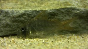 Corydoras Concolor -The slate cory