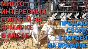 Много интересных голубей на ярмарке в Аксае. Продаю своих голубей на ярмарке. Николаевские голуби.