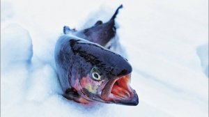 Платный пруд "Триал Русская рыбалка". Ловля форели на спиннинг зимой.