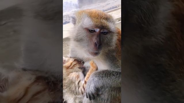 Не важно чья это мама смотреть онлайн