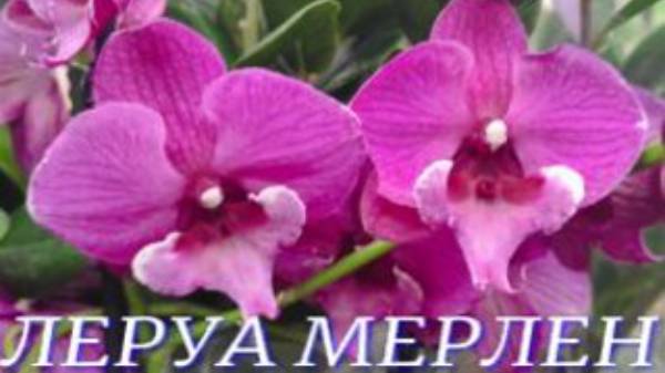 № 931/ МНОГО сортовых ОРХИДЕЙ в ЛЕРУА МЕРЛЕН