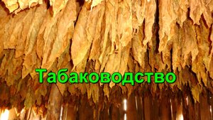 Табаководство - Отвечаю на вопросы зрителей и подписчиков канала. Итог по урожайности и вызреванию .
