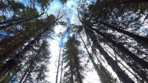 ОХОТА В ТАЙГЕ/ ЖИВУ в ЛЕСУ 4 ДНЯ