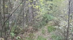 прогулка перед сном