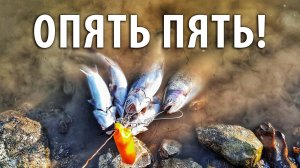 Блесна, фидер,  поплавочка - поймал на всё! Ловля форели на платнике РК "Посейдон".