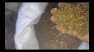 В комбикорм семечка подсолнуха вместо жмыха подсолнуха! The feed sunflower seeds!