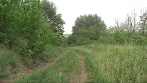 У реки. Прогулка  у речки. Живые звуки природы