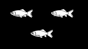 Dorsal-finless goldfish short story in 4min：2022-1121-DFless-non-sub