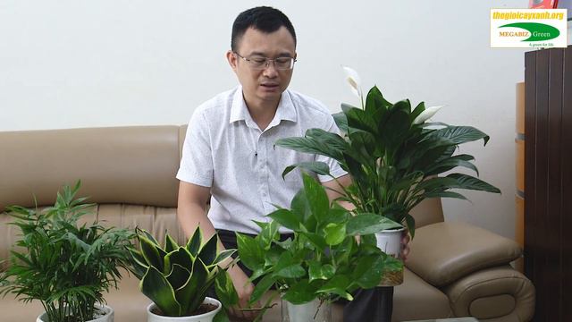 5 loại cây tự nhả Oxy vào buổi tối thanh lọc không khí, tốt cho trẻ nhỏ | Chủ tịch làm vườn смотреть онлайн