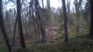 ОХОТА НА ГЛУХАРЯ(лучше и не придумаешь)))