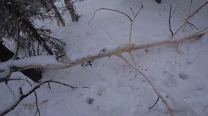 Закрываем путик (куница есть).ЛОСИ скоро придут к избе.Тайга старается!