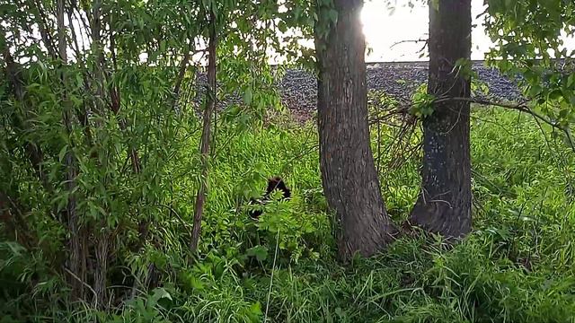 Когда прогулка с Тайгой плавно перешла в охоту) смотреть онлайн