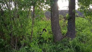 Когда прогулка с Тайгой плавно перешла в охоту)