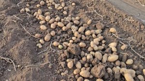 21-09-2024 Картофель сорт удача без фунгицидов