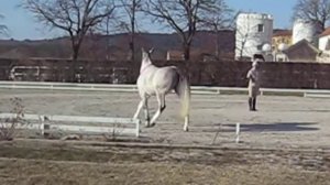 cavallo