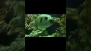 Рыбки Красного моря и не только