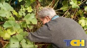 Тюменский виноград. п. Кировский, Исетский район.