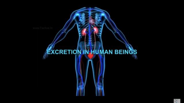 Бөліп шығару. Экскреция маңызы смотреть онлайн