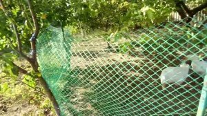 Поставили вино из темного винограда 🍇🍇Гуси не отдают груши🦢😍Изюм готов😋 Жизнь в своем доме