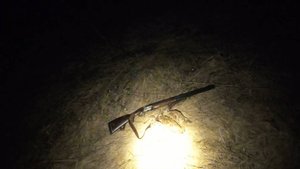 БЫЛО ОТЛИЧНОЕ ОТКРЫТИЕ ПО ВАЛЬДШНЕПУ! ОХОТА НА ТЯГЕ С ТОЗ-34 (ВЕСНА'24)