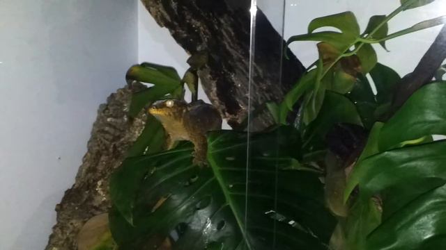 CF leachianus male on leaf смотреть онлайн