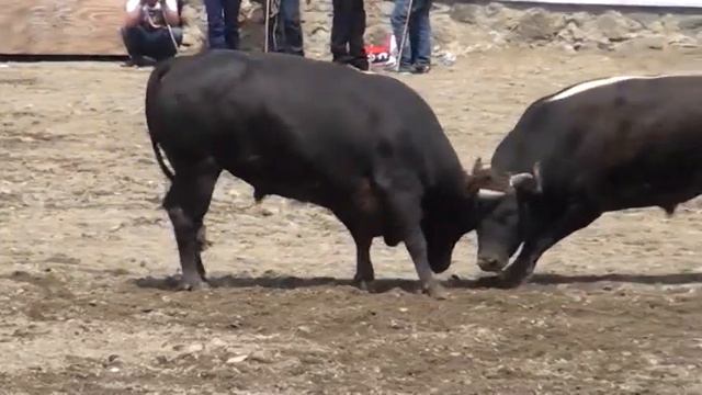 ÖZDEN BAYRAKTAR ın ANISINA ... смотреть онлайн