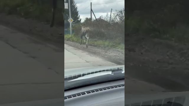 Необычного гостя встретили сегодня на Старой Ильинке в Новокузнецке.   

Видео Бардокин NEWS.