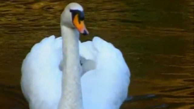 1Осенние впечатления смотреть онлайн