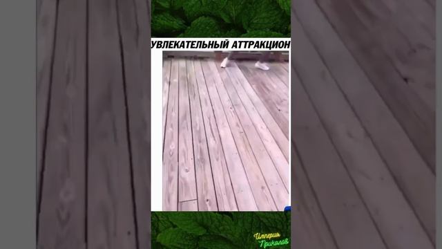 Увлекательный аттракцион