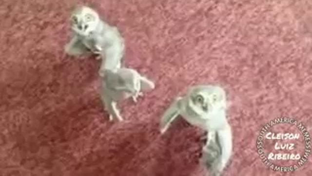 As corujas cantando смотреть онлайн