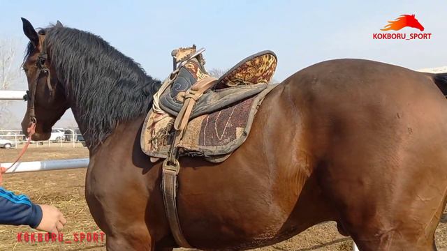 Кара Байырлар жарайтда Улакта💥 смотреть онлайн