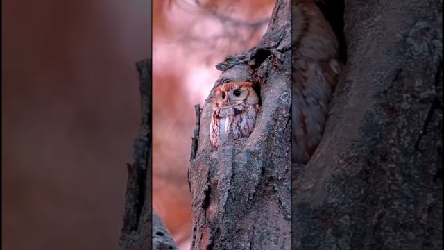 #shorts Совушка 🦉 сова