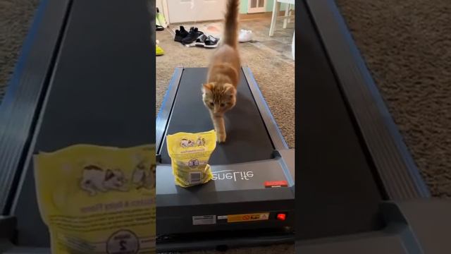 Еда — это единственное, что может замотивировать котейкина на спорт смотреть онлайн