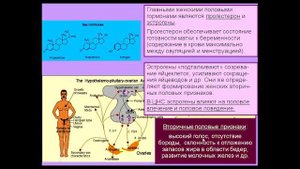 Лекция 12. Мозг и гормоны, мозг и цитокины. Курс_ Химия мозга.