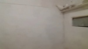 Ижевские голуби видео 2