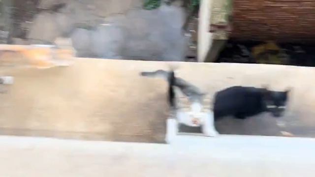 Котик